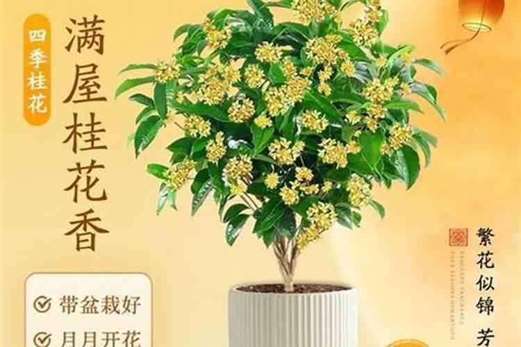 四季桂如何养护？