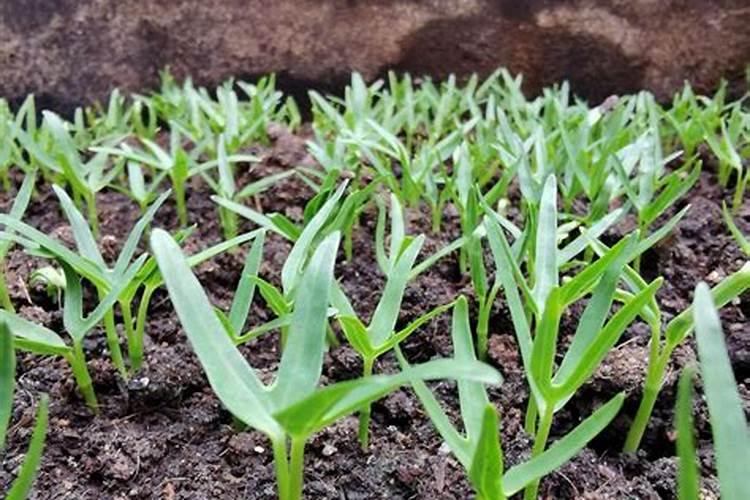 法国冬青树一年可以长多高 冬青的养护方法