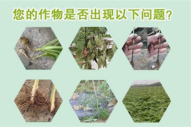 一棵15公分口径速生桉树多少钱？