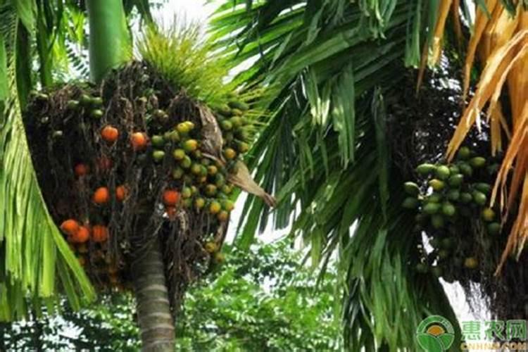 多肉缓释肥绿萝能用吗