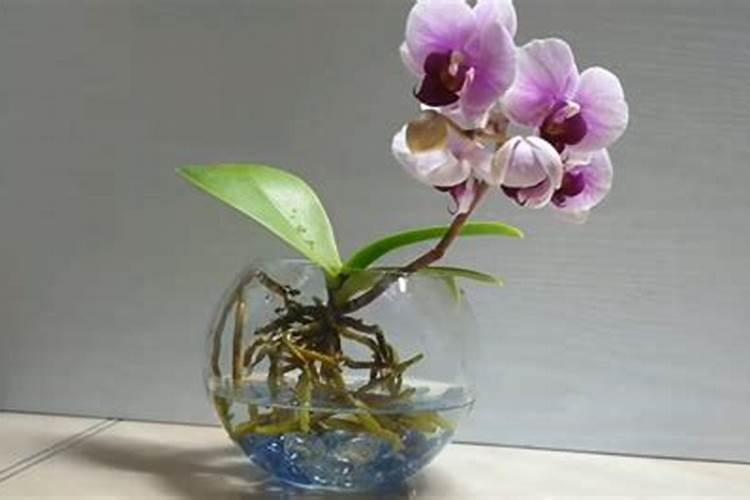 蝴蝶兰水养殖怎么施肥