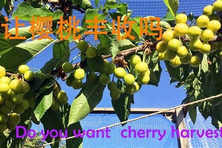 樱桃结果期冲施什么肥料好？樱桃膨大期追施用的肥料？