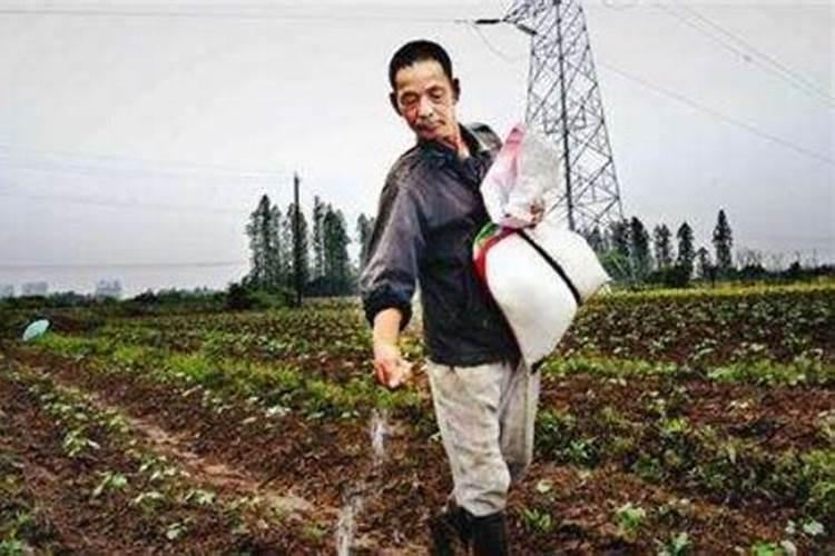 线辣椒如何施肥,以及如何喷打叶面肥？