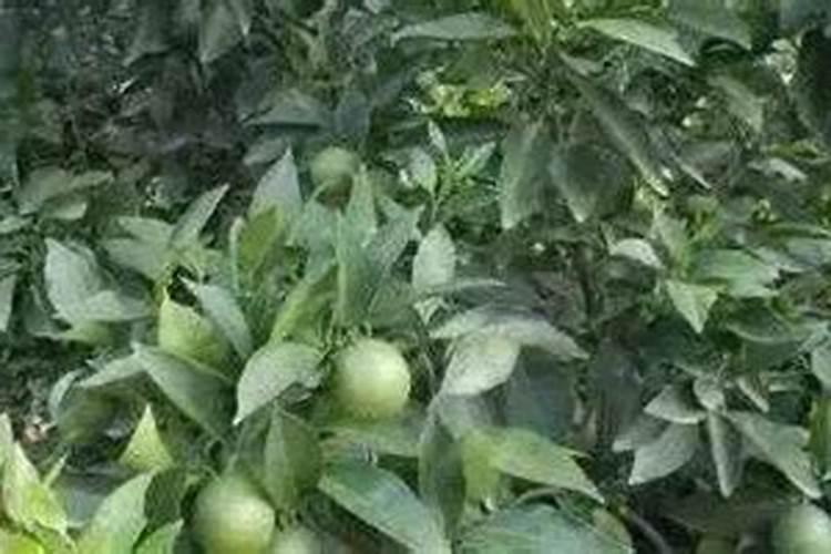 药锦多肉后会怎么样 药锦多肉后的后果