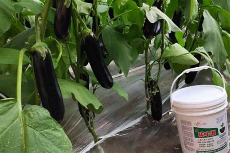 西瓜汁可以淋植物吗？