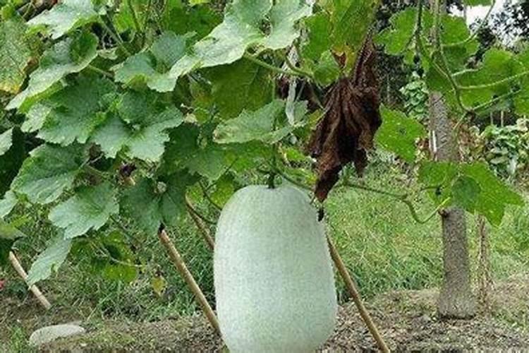 强力宁片的功效与作用