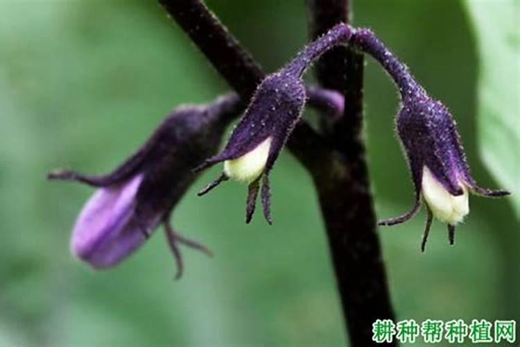 提高茄子坐果的栽培管理技术茄子养殖技巧总结