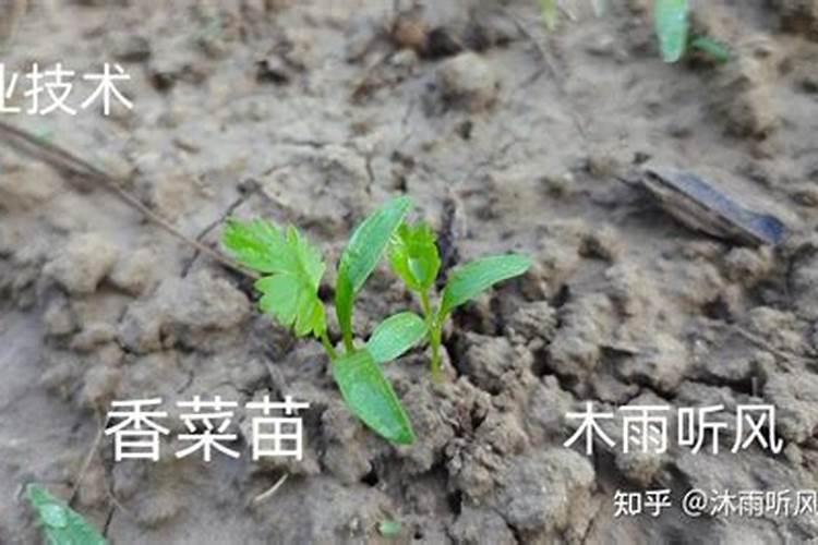 香菜怎么施肥,香菜施肥的方法