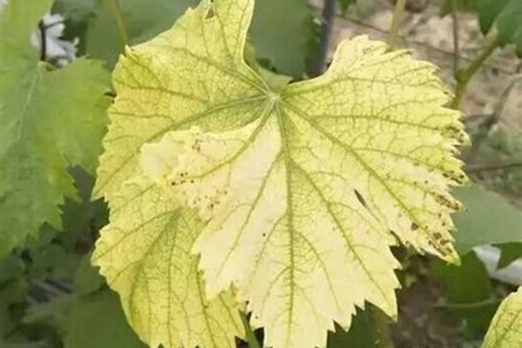 叶子发黄是缺什么肥料