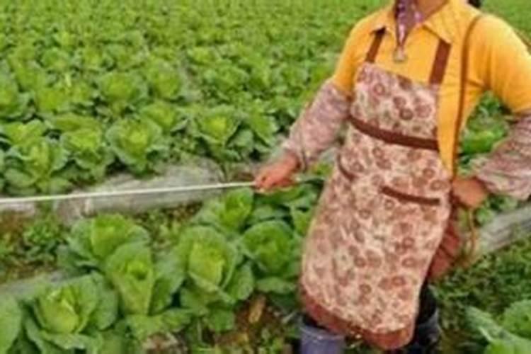 先打除草剂还是先打叶面肥