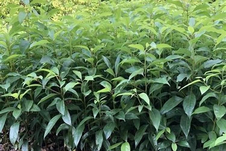 种菜用什么复合肥比较好 速效复合肥怎样给蔬菜施肥