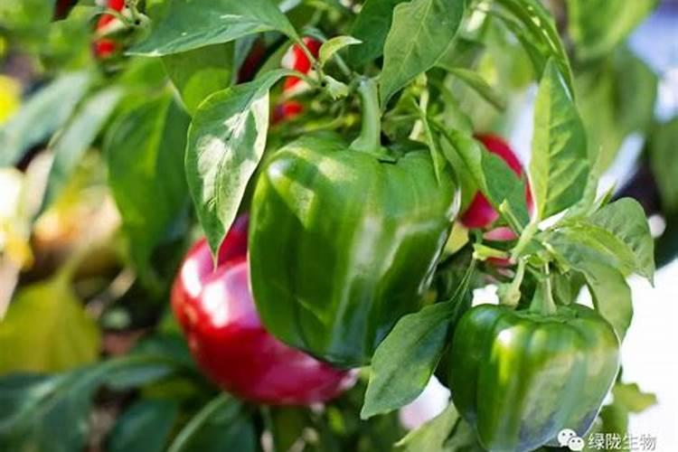 冲施肥多少钱一吨,水溶冲施肥厂家,怎么使用冲施肥？