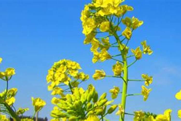 油菜种植技术及施肥方法
