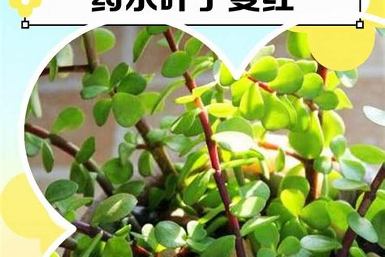 金枝玉叶用什么肥料最好