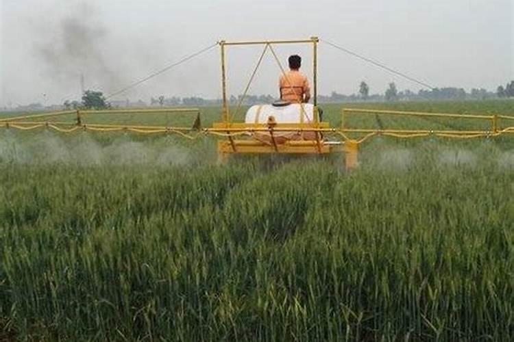 乡村的马路,金色的稻田