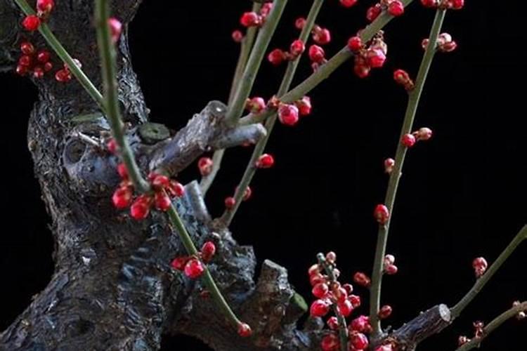 新服盆的老桩梅花长叶子了冬天能开花吗？