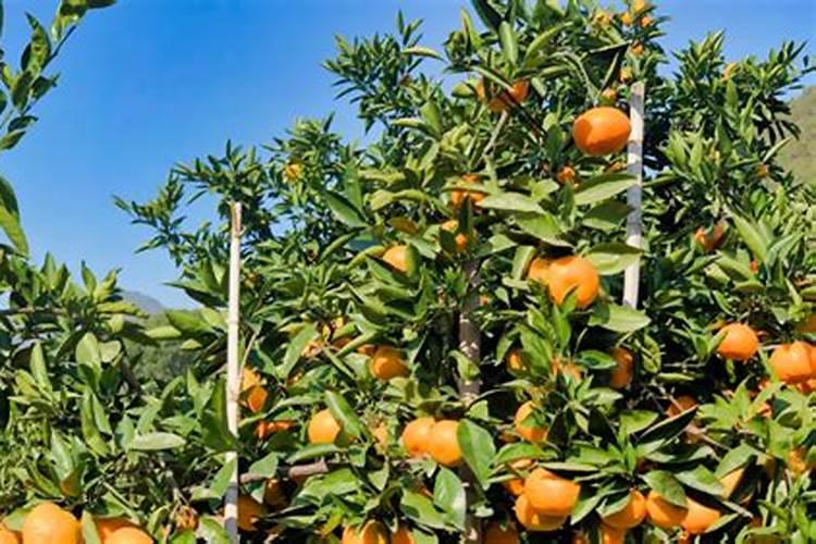 桔子树施什么肥最好 适合用什么肥料