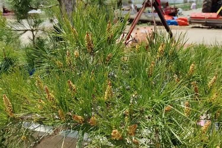 松树叶子发黄怎么办