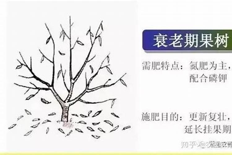 第一年种的果树苗期施什么肥