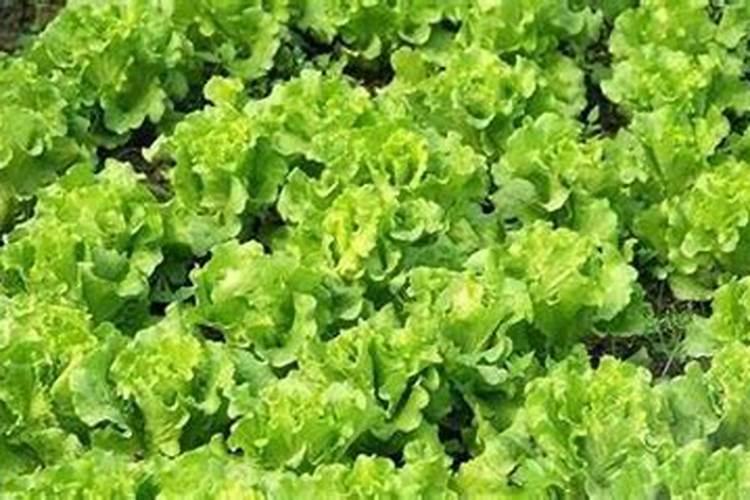 生菜 用啥肥料