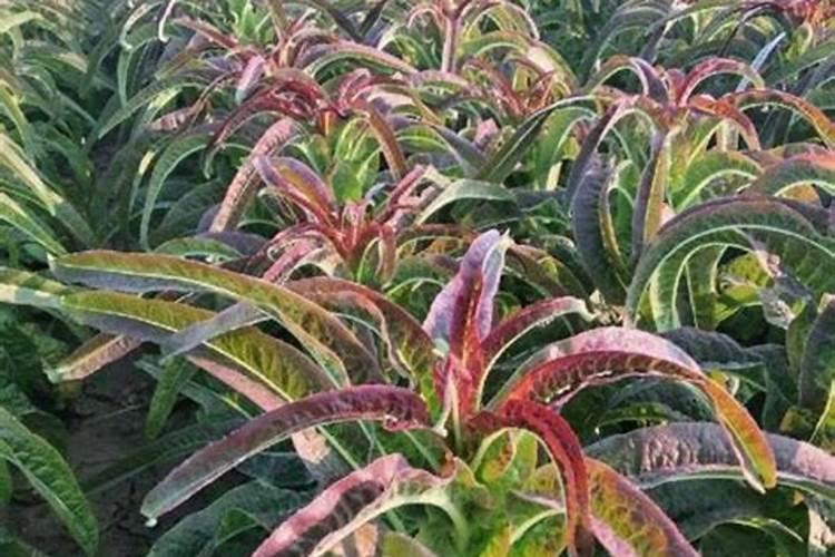 红尖叶莴笋种植技巧