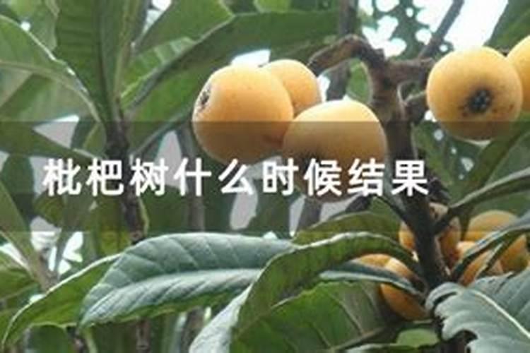 桃蛋怎么养的肥肥胖胖红红的 桃蛋的养殖方法