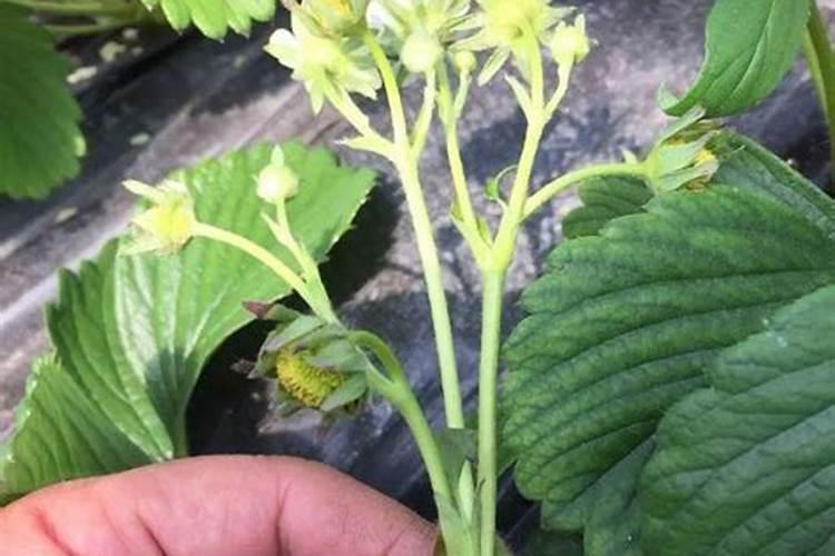 圆粒硼怎么生产的