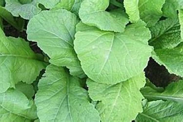 4月小麦有什么病虫害？4月小麦如何管理？