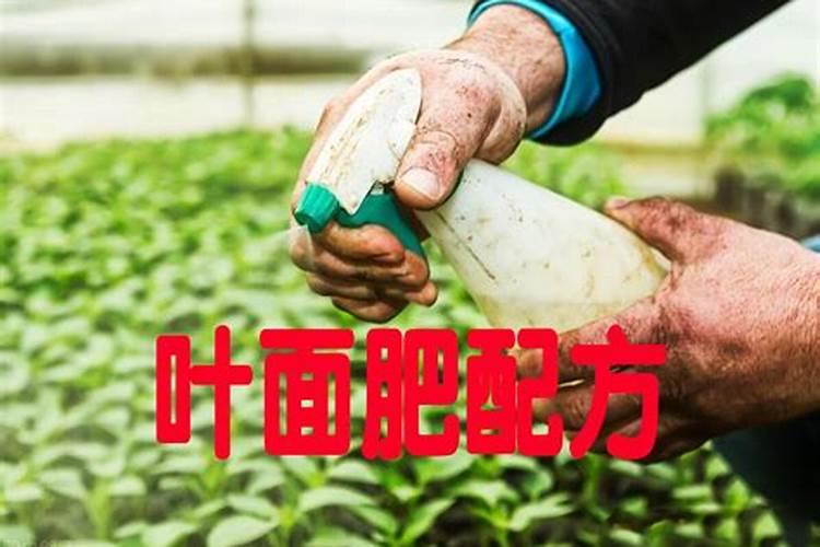 叶面肥和打虫药能对一起打吗？