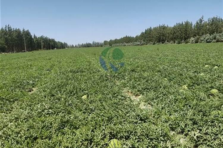 种植八月瓜能不能用大鹏？用大棚是不是会让果实提前成熟？