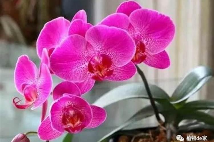 正在开花的蝴蝶兰需要施肥吗