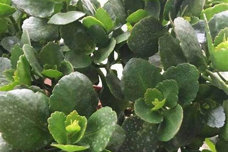 春天花卉可用磷肥吗？