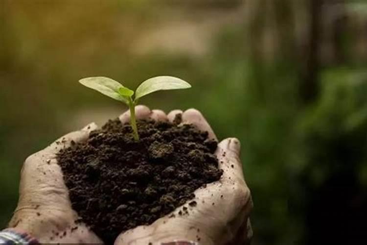 大棚桃树在膨大期可以施黄腐酸钾吗？