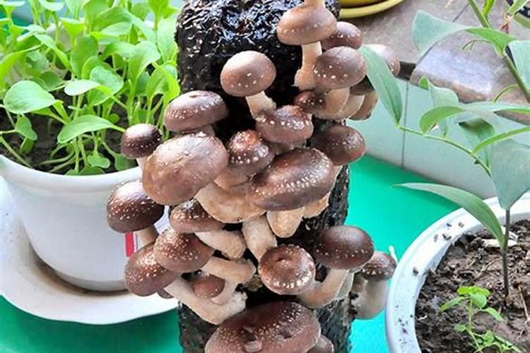 香菇草施什么肥