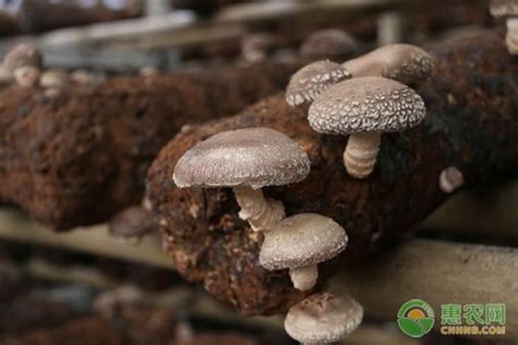苦瓜病毒用什么药治疗？