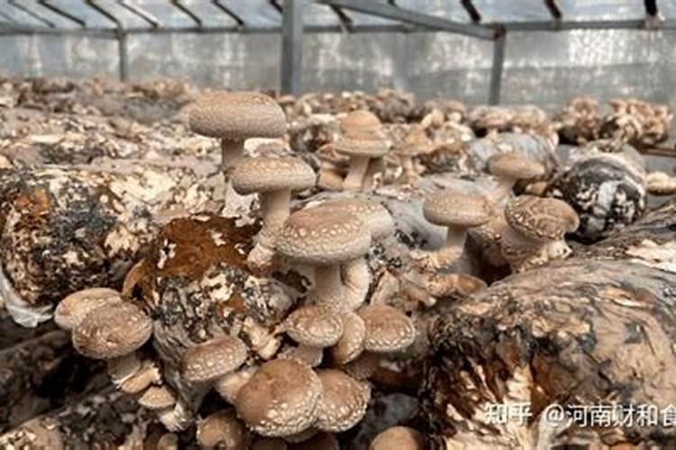 香菇草施什么肥