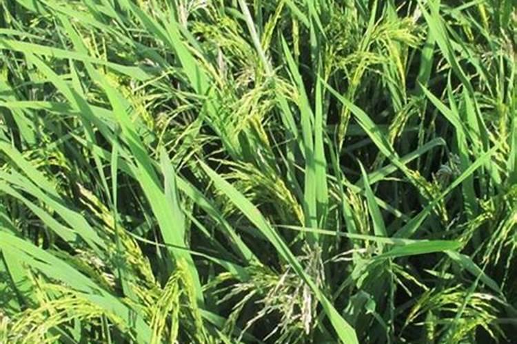 杨梅树苗施什么肥最好？