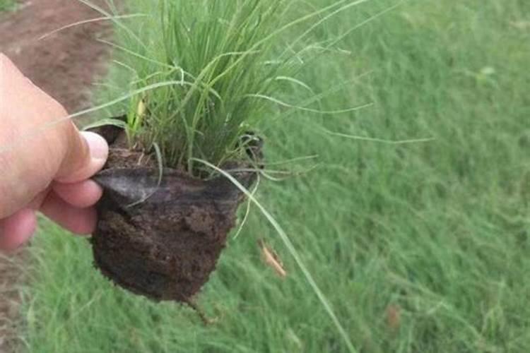 马尼拉草坪怎样施肥