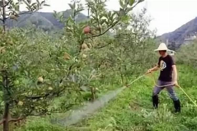 桃子初果期可以浇钾肥水吗