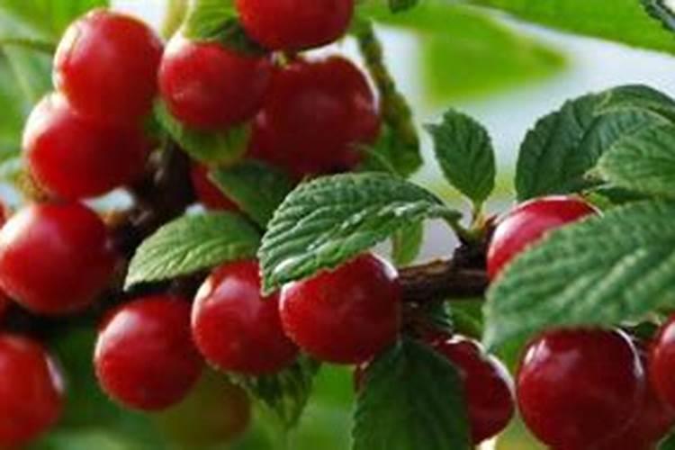 7月份大樱桃叶面肥用什么好呢