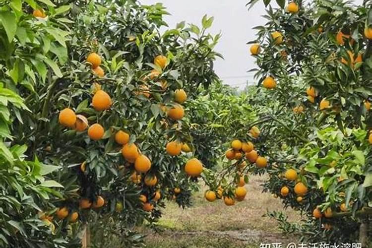 柑橘7月施什么肥
