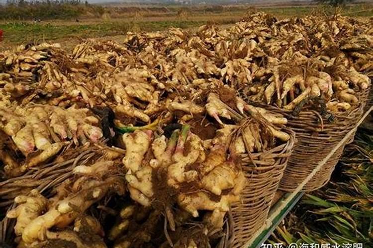 生姜苖期施什么化肥好 生姜怎么施肥