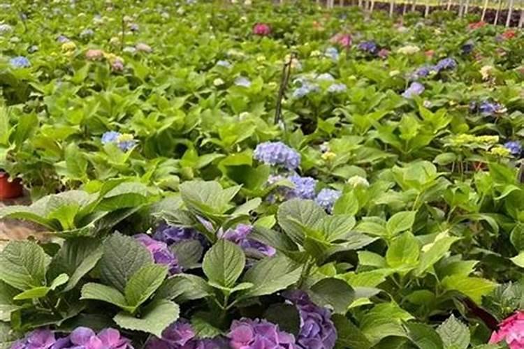 水溶肥的微量元素都是什么