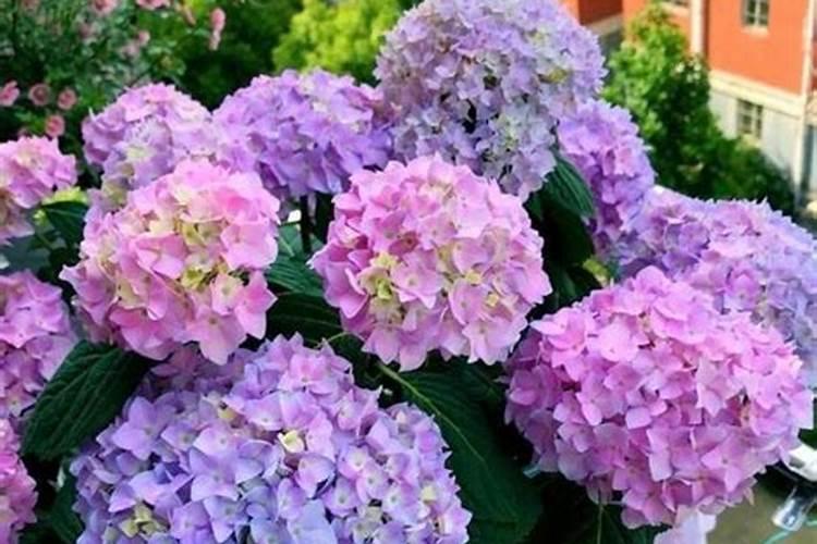 绣球晒焦怎么处理 施肥太多会引起肥害