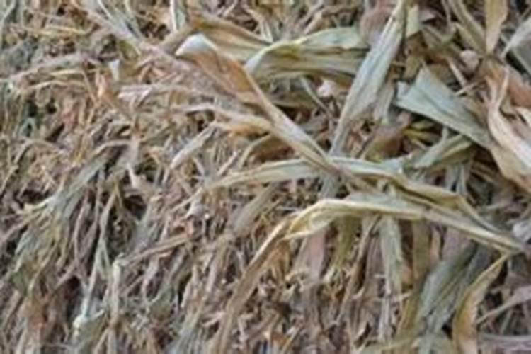 玉米秸秆发酵方法