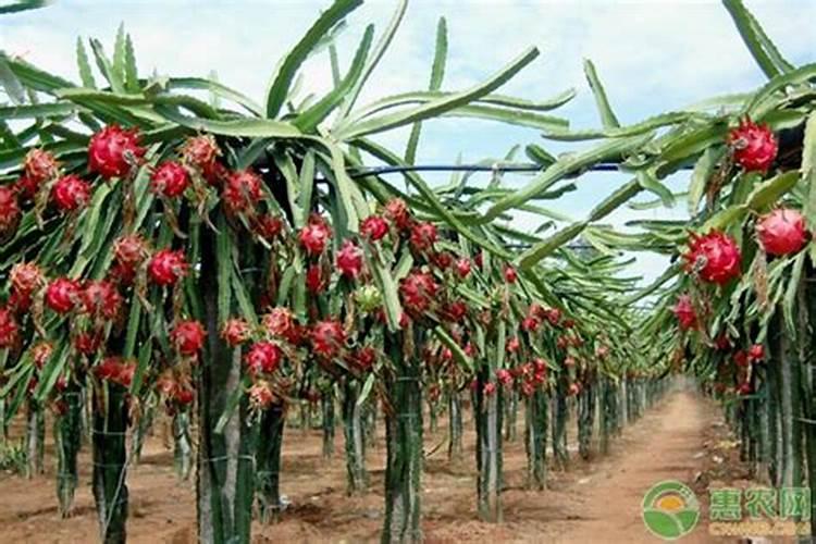 脐橙种植管理方法,剪枝等,