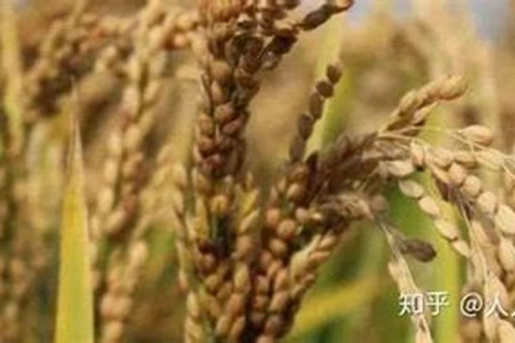 水稻扬花期怕什么