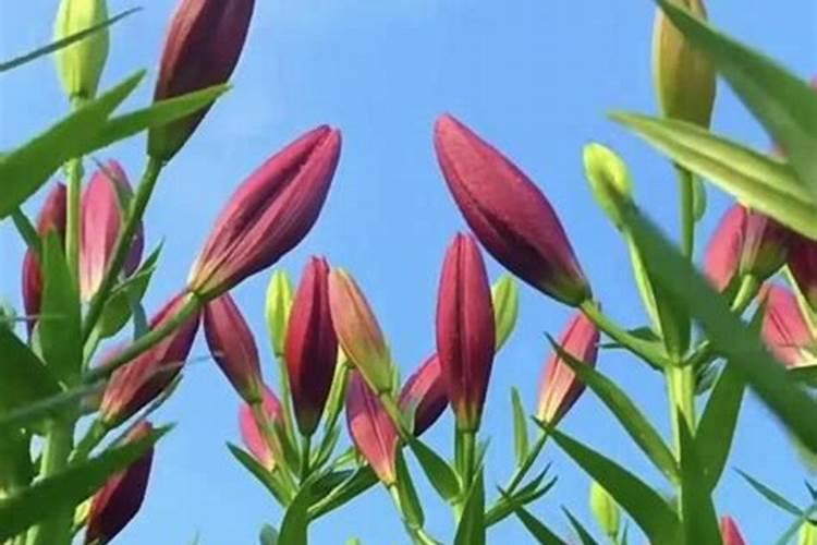 家里？植物用什么肥料好