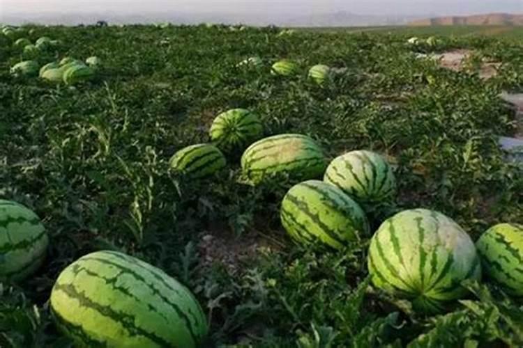 常用的除草剂主要有哪几种