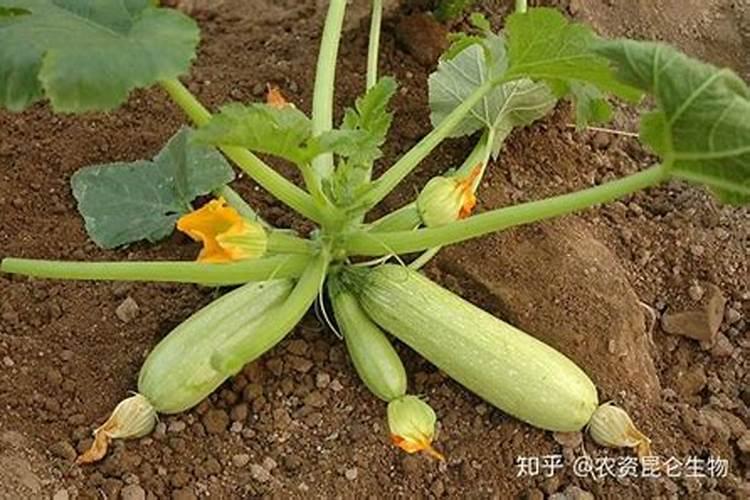 高钾肥是危险品吗